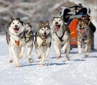 Dog Sled